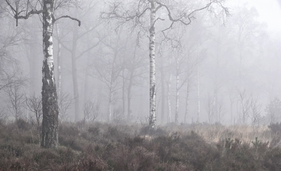 <i class='fa fa-user'></i>&nbsp;nelappelmelk&nbsp;|  Berken in de mist&nbsp; <i class='fa fa-eye'>&nbsp;117</i> &nbsp;<i class='fa fa-thumbs-up'>&nbsp;7</i> &nbsp; <i class='fa fa-comment-o'>&nbsp;10</i>