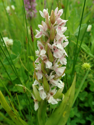 <i class='fa fa-user'></i>&nbsp;A. Soeting&nbsp;|  Vleeskleurige Orchis&nbsp; <i class='fa fa-eye'>&nbsp;93</i> &nbsp; <i class='fa fa-comment-o'>&nbsp;2</i>