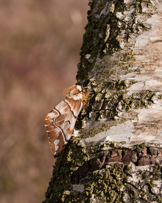 <i class='fa fa-user'></i>&nbsp;Louis&nbsp;|  Gevlamde Vlinder&nbsp; <i class='fa fa-eye'>&nbsp;101</i> &nbsp;<i class='fa fa-thumbs-up'>&nbsp;1</i> &nbsp; <i class='fa fa-comment-o'>&nbsp;3</i>
