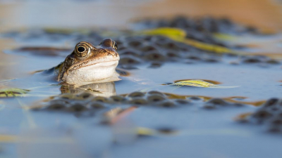 Mede dankzij de inspanningen van buurtbewoners en onze lokale Natuurpuntafdeling raakten heel wat amfibien levend en wel op hun bestemming. En poeltje in de buurt zit tjokvol bruine kikkers zoals deze. Het valt niet mee om deze beestjes te benaderen zonder ze op te schrikken!