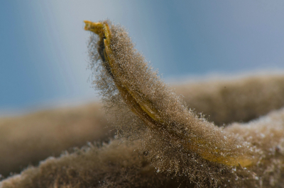 <i class='fa fa-user'></i>&nbsp;Bert Veerman&nbsp;|  Mucoromycota sp.&nbsp; <i class='fa fa-eye'>&nbsp;102</i> &nbsp; <i class='fa fa-comment-o'>&nbsp;5</i>