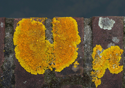 <i class='fa fa-user'></i>&nbsp;Ad Sprang&nbsp;|  Oranje Dooiermos&nbsp; <i class='fa fa-eye'>&nbsp;92</i> &nbsp;<i class='fa fa-thumbs-up'>&nbsp;1</i> &nbsp; <i class='fa fa-comment-o'>&nbsp;6</i>