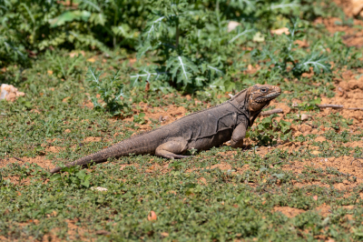 Op Cuba zijn leguanen helemaal niet zo algemeen als bijv. op de Galapagos of in Costa Rica. De bloeddoorlopen ogen en de relifrijke kop zijn opvallend bij deze Cubaanse soort.