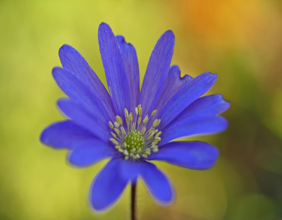 <i class='fa fa-user'></i>&nbsp;Cor&nbsp;|  Blauwe Anemoon&nbsp; <i class='fa fa-eye'>&nbsp;97</i> &nbsp;<i class='fa fa-thumbs-up'>&nbsp;4</i> &nbsp; <i class='fa fa-comment-o'>&nbsp;6</i>