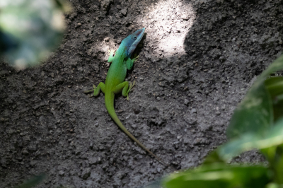 In de tuin van het hostel zat deze kleine Anole met een prachtige kop tegen de muur. Dit beestje is niet groter dan 7,5cm