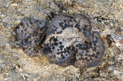 <i class='fa fa-user'></i>&nbsp;Robert Rodenburg&nbsp;|  Umbilicaria cylindrica&nbsp; <i class='fa fa-eye'>&nbsp;76</i> &nbsp; <i class='fa fa-comment-o'>&nbsp;3</i>