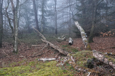 <i class='fa fa-user'></i>&nbsp;nelappelmelk&nbsp;|  Dood hout&nbsp; <i class='fa fa-eye'>&nbsp;104</i> &nbsp;<i class='fa fa-thumbs-up'>&nbsp;3</i> &nbsp; <i class='fa fa-comment-o'>&nbsp;7</i>