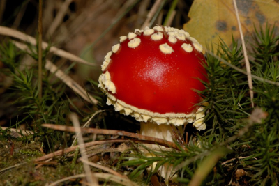 Een nog fris exemplaar
105 mm macro VR F:16, 1/60 s