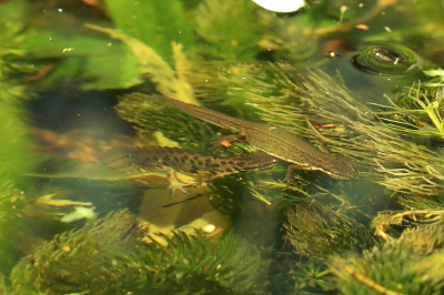 <i class='fa fa-user'></i>&nbsp;Henk Baptist&nbsp;|  Kleine Watersalamander&nbsp; <i class='fa fa-eye'>&nbsp;89</i> &nbsp; <i class='fa fa-comment-o'>&nbsp;1</i>