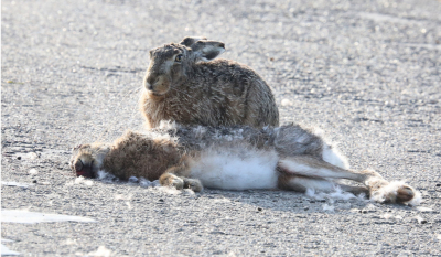 De weg door de polder was verlaten, je mag er momenteel 30 km/u vanwege het slechte wegdek, en toch lag daar deze aangereden haas. De andere haas hield de wacht, zelfs toen ik met de auto behoorlijk dichtbij kwam. Ik heb de auto stilgezet, er kwam toch niemand aan. De haas leek het hazepad te kiezen maar kwam toch terug. Aan alle kanten werd de dode haas gelikt, geduwd, besnuffeld. Het was een triest gezicht. Uiteindelijk kwam er een auto aan en moest ik aan de kant. De haas moest zijn/haar maatje verlaten en ging de uitgestrekte akkers op.