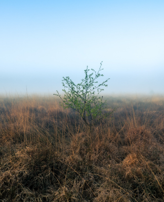 <i class='fa fa-user'></i>&nbsp;Bas_Schippers&nbsp;|  Berk op de heide&nbsp; <i class='fa fa-eye'>&nbsp;49</i> &nbsp; <i class='fa fa-comment-o'>&nbsp;1</i>