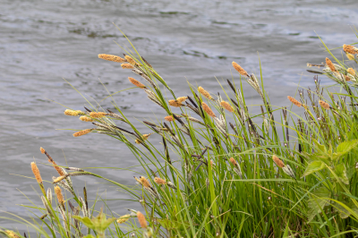 Lopend langs het water in het voorjaar is altijd weer genieten. Over deze Oeverzegge hoef ik verder niet veel te zegge(n).