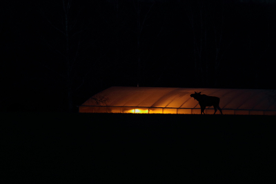 Toen ik naar huis reed langs en tuinkas zag ik opeens in mijn ooghoek dat er iets voor stond, dus ik omgedraaid en ja wel een eland! Met het beetje licht van de tuinkas deze foto kunnen maken......