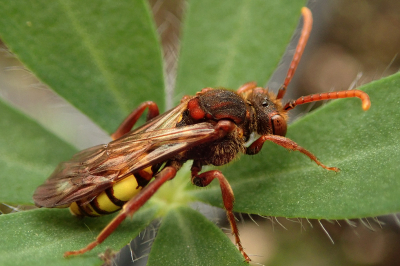 <i class='fa fa-user'></i>&nbsp;A. Soeting&nbsp;|  Nomada signata&nbsp; <i class='fa fa-eye'>&nbsp;77</i> &nbsp; <i class='fa fa-comment-o'>&nbsp;12</i>