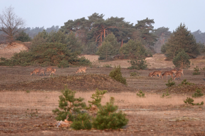 <i class='fa fa-user'></i>&nbsp;nelappelmelk&nbsp;|  Hindes in het landschap&nbsp; <i class='fa fa-eye'>&nbsp;123</i> &nbsp; <i class='fa fa-comment-o'>&nbsp;9</i>