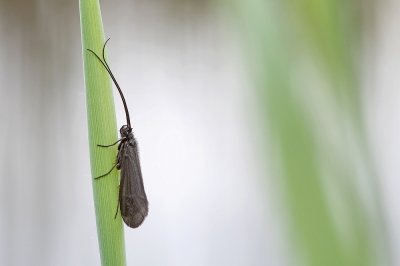 <i class='fa fa-user'></i>&nbsp;Johan van Gurp&nbsp;|  Notidobia ciliaris&nbsp; <i class='fa fa-eye'>&nbsp;77</i> &nbsp;<i class='fa fa-thumbs-up'>&nbsp;1</i> &nbsp; <i class='fa fa-comment-o'>&nbsp;2</i>