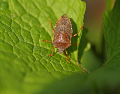<i class='fa fa-user'></i>&nbsp;Cor&nbsp;|  Groene Schildwants&nbsp; <i class='fa fa-eye'>&nbsp;76</i> &nbsp;<i class='fa fa-thumbs-up'>&nbsp;1</i> &nbsp; <i class='fa fa-comment-o'>&nbsp;6</i>