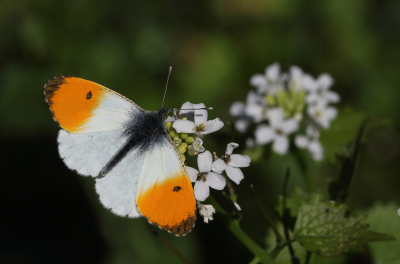 <i class='fa fa-user'></i>&nbsp;Ad Sprang&nbsp;|  Oranjetipje&nbsp; <i class='fa fa-eye'>&nbsp;122</i> &nbsp;<i class='fa fa-thumbs-up'>&nbsp;12</i> &nbsp; <i class='fa fa-comment-o'>&nbsp;9</i>