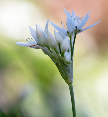 De uiengeur van de bladeren van deze plant verraden zijn aanwezigheid. Je kunt ze op veel plaatsen te vinden.