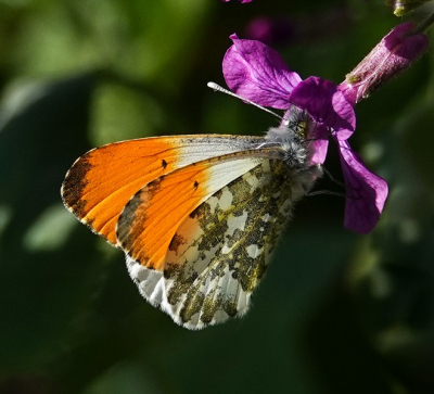 <i class='fa fa-user'></i>&nbsp;Jacolienl&nbsp;|  Oranjetipje&nbsp; <i class='fa fa-eye'>&nbsp;70</i> &nbsp;<i class='fa fa-thumbs-up'>&nbsp;3</i> &nbsp; <i class='fa fa-comment-o'>&nbsp;4</i>
