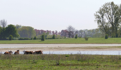 <i class='fa fa-user'></i>&nbsp;Ben Aalders&nbsp;|  Rivierduin&nbsp; <i class='fa fa-eye'>&nbsp;61</i> &nbsp;<i class='fa fa-thumbs-up'>&nbsp;2</i> &nbsp; <i class='fa fa-comment-o'>&nbsp;4</i>