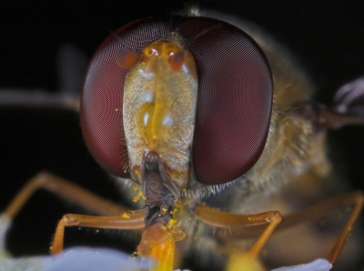 Pyama Zweefvlieg sabbelend aan een stampertje. Facetten zijn weer mooi te zien, bijzondere tong ook!
Foto is gemaakt met de Canon 5D - MP-E65mm - 24MT-EX Flits.

MP-E65 is een zeer specialistische macro-lens van Canon. Manual focus van 1:1 (ca. 10 cm focus-afstand) tot 5:1 (ca. 4 cm focusafstand). Foto is eind September gemaakt, insecten lijken minder alert en actief in die periode, zodoende kon ik lekker dichtbij komen...............