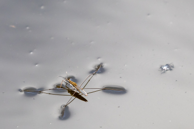 Een Grote schaatsenrijder op een poel in de felle zon is een imposant gezicht.