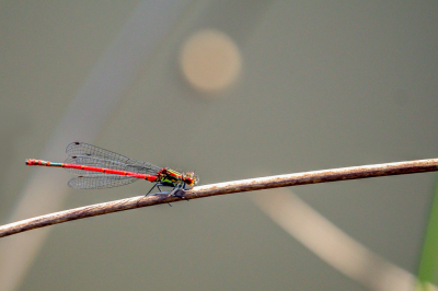 Een mannelijke vuurlibel herken je meteen aan het vuurrode voorkomen, maar heeft toch ook nog andere kleuren. Het rugschild is goudkleurig. Deze heeft een hapje te pakken