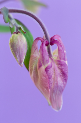 Stond bij ons in de voortuin in de schaduw, uit de hand gemaakt met macro lens en aan de achterzijde gekleurd papier gehouden