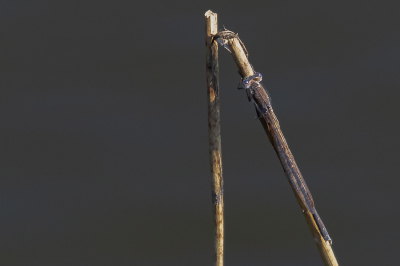 Bruine winterjuffers overwinteren als imago. Deze lijkt nog in winterslaap op een rietstengel te zitten hoewel het alweer lente is. Het is net een wandelende tak, want je ziet amper iets zitten.