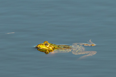 Deze zwemmende poelkikker heeft een voor de soort kenmerkende gele voorjaarskleur maar heeft zo in het water wel een heel aparte 'Januskop'