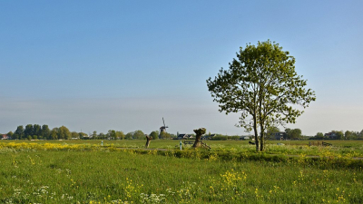 <i class='fa fa-user'></i>&nbsp;kooyammers&nbsp;|  Polder bij Bilwijk&nbsp; <i class='fa fa-eye'>&nbsp;66</i> &nbsp;<i class='fa fa-thumbs-up'>&nbsp;1</i> &nbsp; <i class='fa fa-comment-o'>&nbsp;1</i>