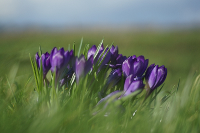 Sony Nex-5T met Minolta MD 50mm f2 lens.
De harde wind gaf deze foto een extra 'blurry' effect.