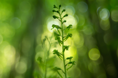 <i class='fa fa-user'></i>&nbsp;KaatD&nbsp;|  Grote Keverorchis&nbsp; <i class='fa fa-eye'>&nbsp;95</i> &nbsp;<i class='fa fa-thumbs-up'>&nbsp;6</i> &nbsp; <i class='fa fa-comment-o'>&nbsp;8</i>
