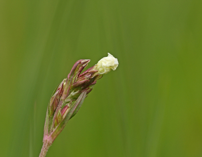 <i class='fa fa-user'></i>&nbsp;Cor&nbsp;|  Echte Koekoeksbloem&nbsp; <i class='fa fa-eye'>&nbsp;72</i> &nbsp;<i class='fa fa-thumbs-up'>&nbsp;2</i> &nbsp; <i class='fa fa-comment-o'>&nbsp;10</i>
