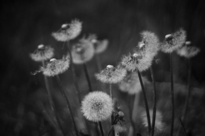 Met de Sony A58 gemaakt vanuit het diepe gras in een berm vol met paardenbloemen.