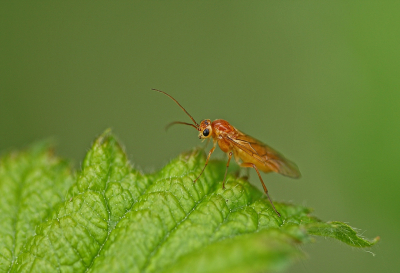 <i class='fa fa-user'></i>&nbsp;Cor&nbsp;|  Bladwesp sp.&nbsp; <i class='fa fa-eye'>&nbsp;103</i> &nbsp;<i class='fa fa-thumbs-up'>&nbsp;8</i> &nbsp; <i class='fa fa-comment-o'>&nbsp;16</i>