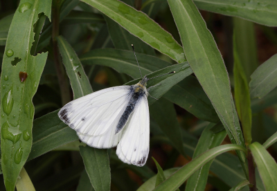 <i class='fa fa-user'></i>&nbsp;Ad Sprang&nbsp;|  Klein Geaderd Witje&nbsp; <i class='fa fa-eye'>&nbsp;74</i> &nbsp; <i class='fa fa-comment-o'>&nbsp;3</i>
