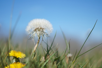 Met de Sony A58 in een veld vol paardenbloemen deze foto genomen tegen de achtergrond van een strakblauwe lucht.