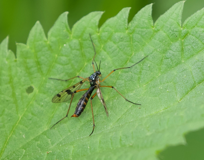 <i class='fa fa-user'></i>&nbsp;Leo Tukker&nbsp;|  Ptychoptera contaminata&nbsp; <i class='fa fa-eye'>&nbsp;62</i> &nbsp; <i class='fa fa-comment-o'>&nbsp;1</i>