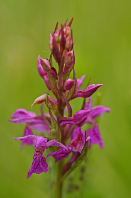 <i class='fa fa-user'></i>&nbsp;Cor&nbsp;|  Brede Orchis&nbsp; <i class='fa fa-eye'>&nbsp;74</i> &nbsp; <i class='fa fa-comment-o'>&nbsp;5</i>