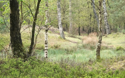 <i class='fa fa-user'></i>&nbsp;nelappelmelk&nbsp;|  Kleuren in het bos&nbsp; <i class='fa fa-eye'>&nbsp;84</i> &nbsp;<i class='fa fa-thumbs-up'>&nbsp;1</i> &nbsp; <i class='fa fa-comment-o'>&nbsp;4</i>