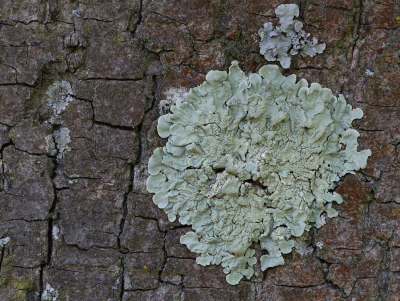 <i class='fa fa-user'></i>&nbsp;Ad Sprang&nbsp;|  Groen Boomschildmos&nbsp; <i class='fa fa-eye'>&nbsp;73</i> &nbsp; <i class='fa fa-comment-o'>&nbsp;6</i>