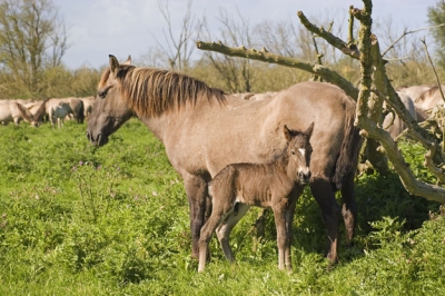 Deze merrie had zich afgezonderd van de rest van de groep en hield zich min of meer schuil achter een gesneuvelde boom.
Zij bleek een veulen van net een dag oud te hebben.
Na deze 'ontdekking' me maar gauw uit de voeten gemaakt.
De boswachter vertelde mij dat deze merrie bij de eerste groep Koniks zat die uit Polen (?) naar de OVP werd gehaald.
Dit is te zien aan de tatoeage op haar rug.

Groet, Madelon.