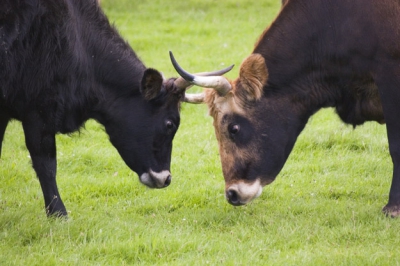 Een grote groep Heckrunderen sloot onze observatiewagen aan alle kanten in.
Wie bekeek nu eigenlijk wie?
Deze twee dames hadden wat onenigheid en na wat porren en duwen waren de rollen weer duidelijk en keerde de rust terug.

Groet, Madelon. Sigma 55-200mm.