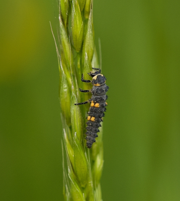<i class='fa fa-user'></i>&nbsp;Leo Tukker&nbsp;|  Zevenstippelig Lieveheersbeestje&nbsp; <i class='fa fa-eye'>&nbsp;65</i> &nbsp; <i class='fa fa-comment-o'>&nbsp;0</i>