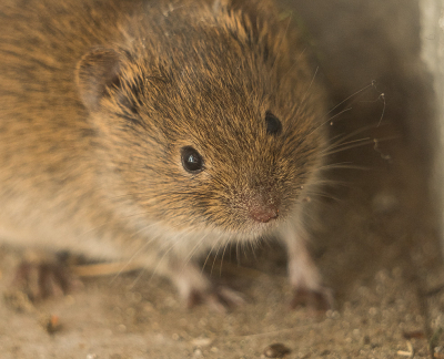 <i class='fa fa-user'></i>&nbsp;Truus Aletta Maan&nbsp;|  Rosse Woelmuis&nbsp; <i class='fa fa-eye'>&nbsp;84</i> &nbsp; <i class='fa fa-comment-o'>&nbsp;1</i>