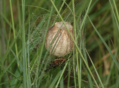 <i class='fa fa-user'></i>&nbsp;Rick Tibbe&nbsp;| Wespspin&nbsp; <i class='fa fa-eye'>&nbsp;250</i> &nbsp; <i class='fa fa-comment-o'>&nbsp;5</i>