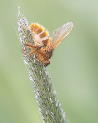 <i class='fa fa-user'></i>&nbsp;Johan van Gurp&nbsp;|  Entomophthora muscae&nbsp; <i class='fa fa-eye'>&nbsp;87</i> &nbsp;<i class='fa fa-thumbs-up'>&nbsp;2</i> &nbsp; <i class='fa fa-comment-o'>&nbsp;4</i>