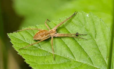 <i class='fa fa-user'></i>&nbsp;Leo Tukker&nbsp;|  Kraamwebspin sp.&nbsp; <i class='fa fa-eye'>&nbsp;65</i> &nbsp;<i class='fa fa-thumbs-up'>&nbsp;2</i> &nbsp; <i class='fa fa-comment-o'>&nbsp;1</i>